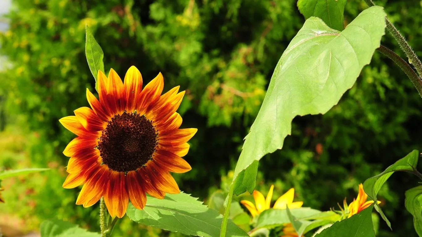  de pantalla de campo, girasol, flores, girasoles, foto Imágenes HD ...