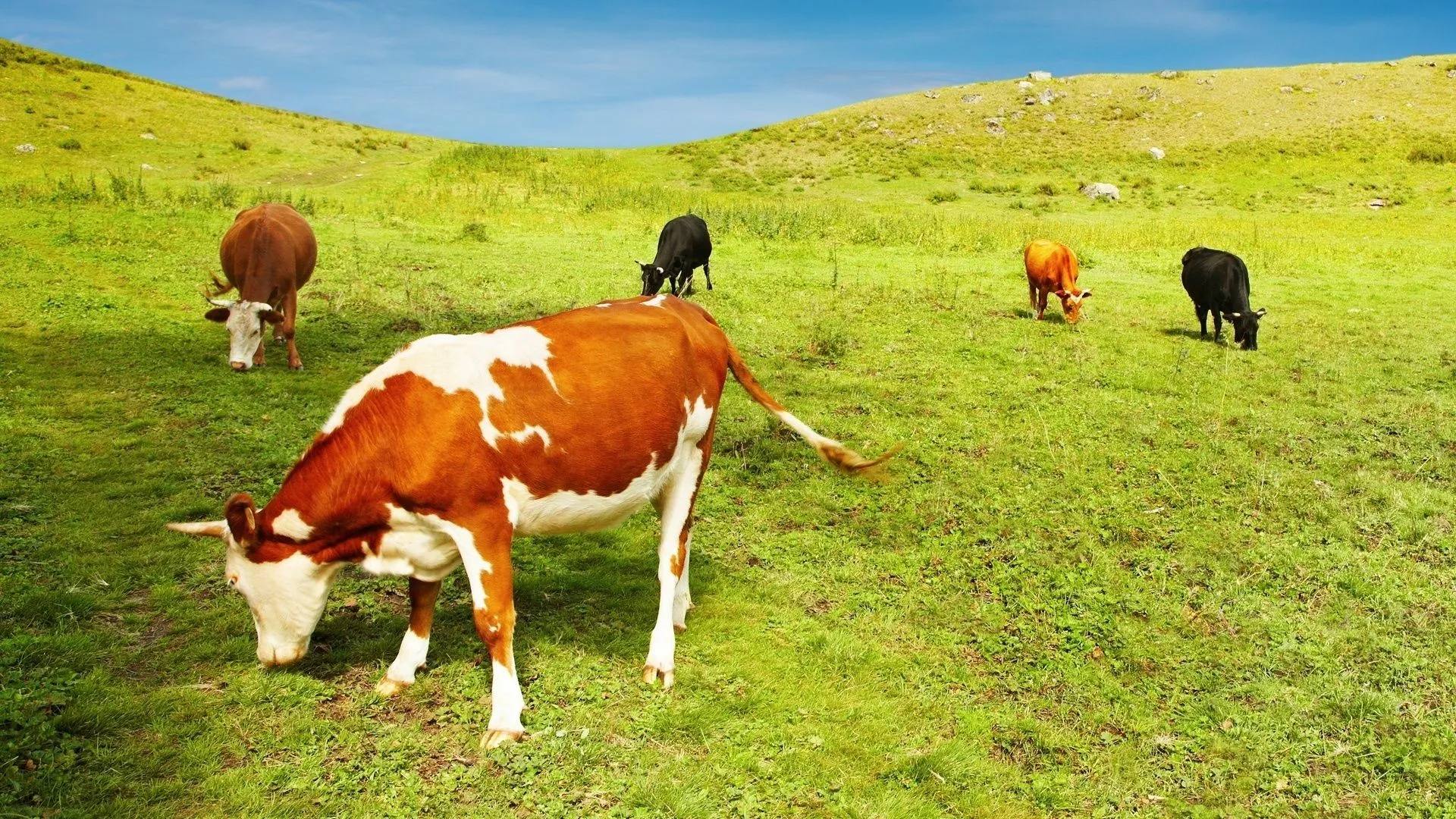 fondos pantalla cando vacas pastando color beige oscuro Car Pictures