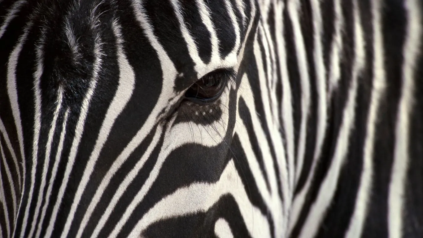  ... blanco y negro, animales, foto Imágenes HD y de escritorio, fondo de