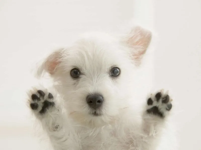 Fondos de Pantalla / Chistosos / Patitas