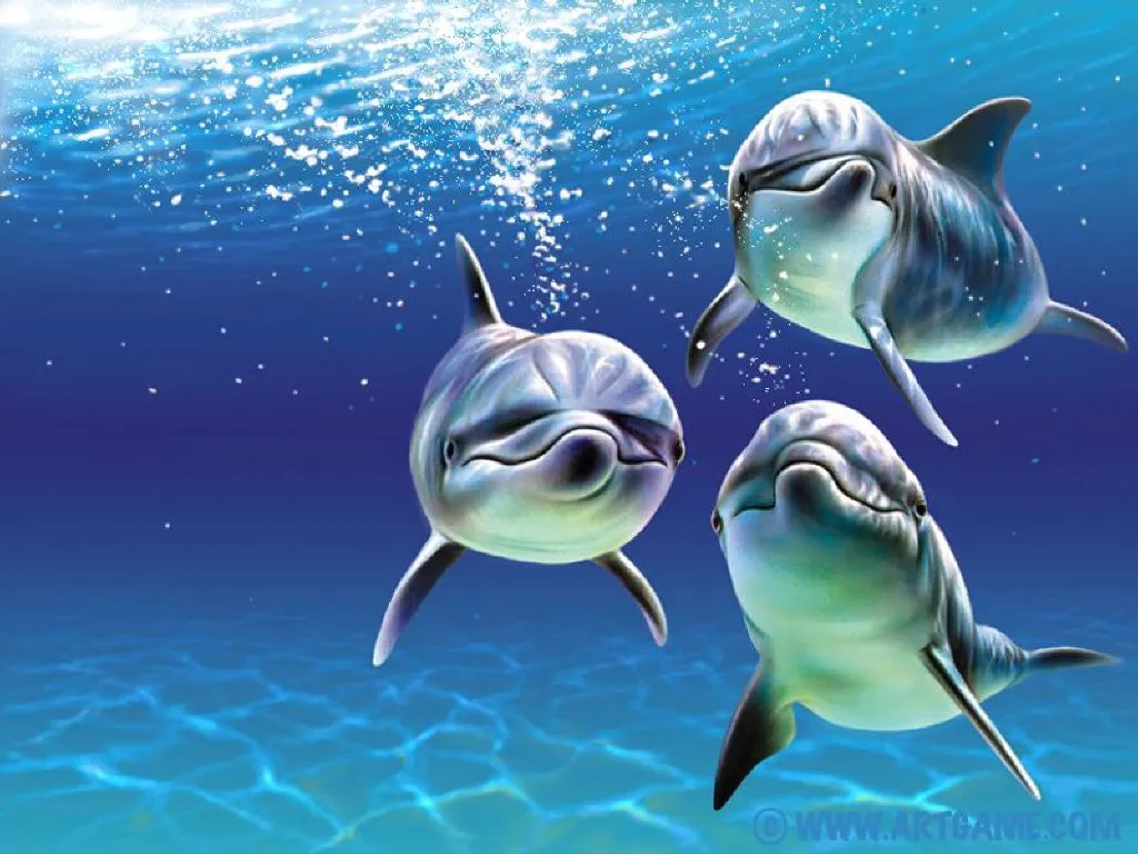 fondos de pantalla windows 7: delfines en el agua, fondo de pantalla