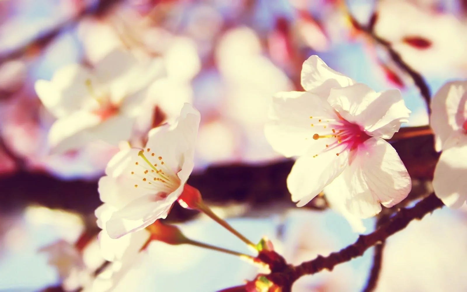 Fondos de pantalla de flores blancas - Imagui