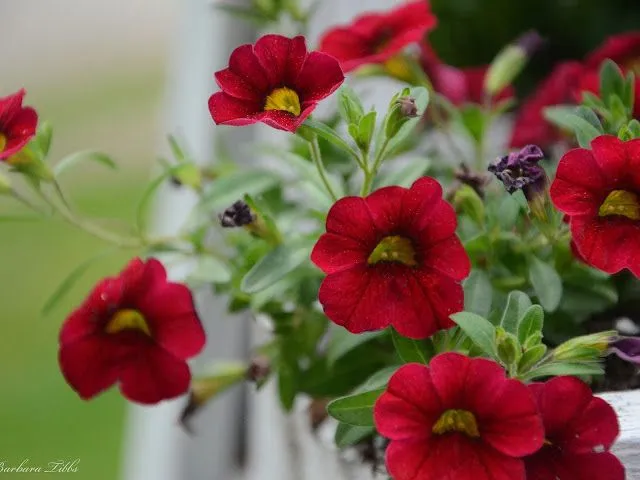 Fondos de pantalla flores grandes exoticas - Imagui