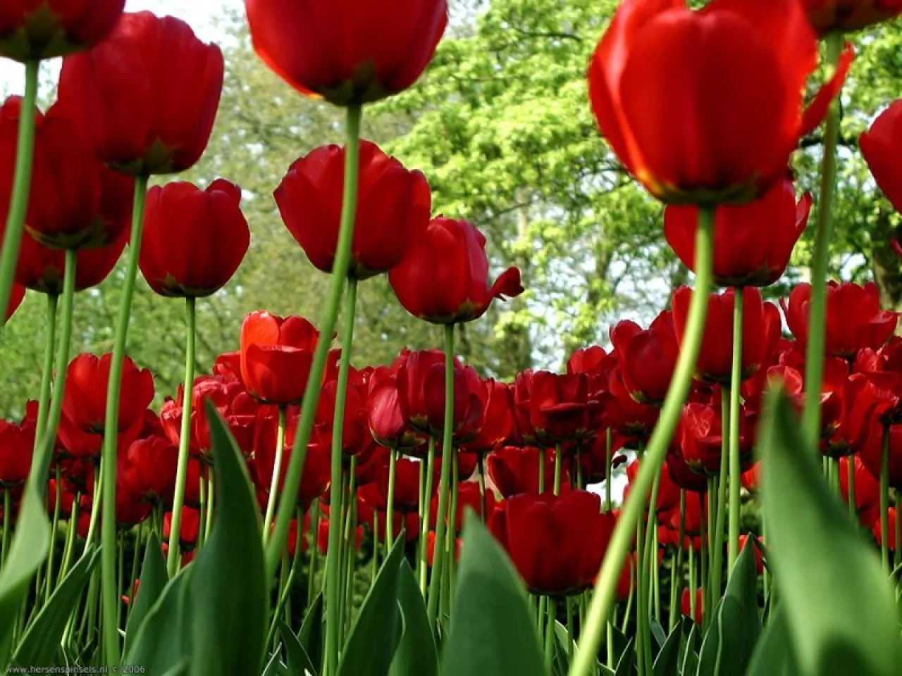 Fondos De Pantalla De Flores Hermosas