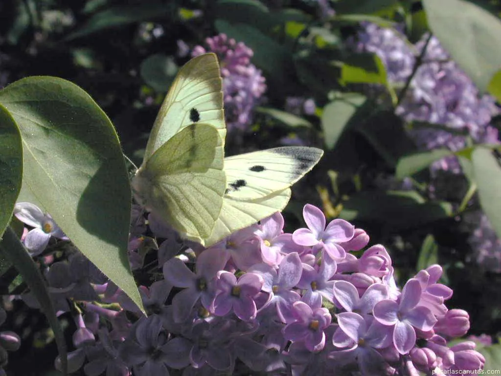 Fondos de pantalla de fotos de lilas - fotos de flores