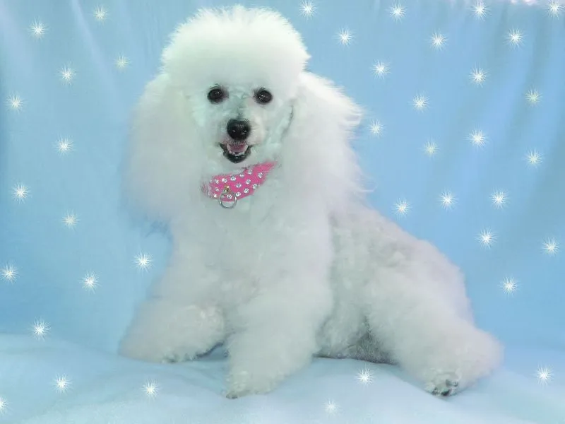 Fondos de Pantalla / Perros / French Poodle