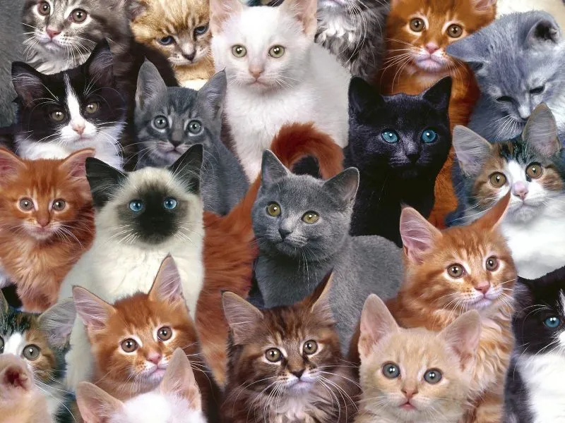 fondos de pantalla de Gatitos. wallpapers de Gatitos