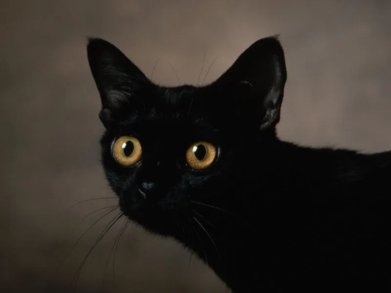 fondos de pantalla de Gato Negro. wallpapers de Gato Negro