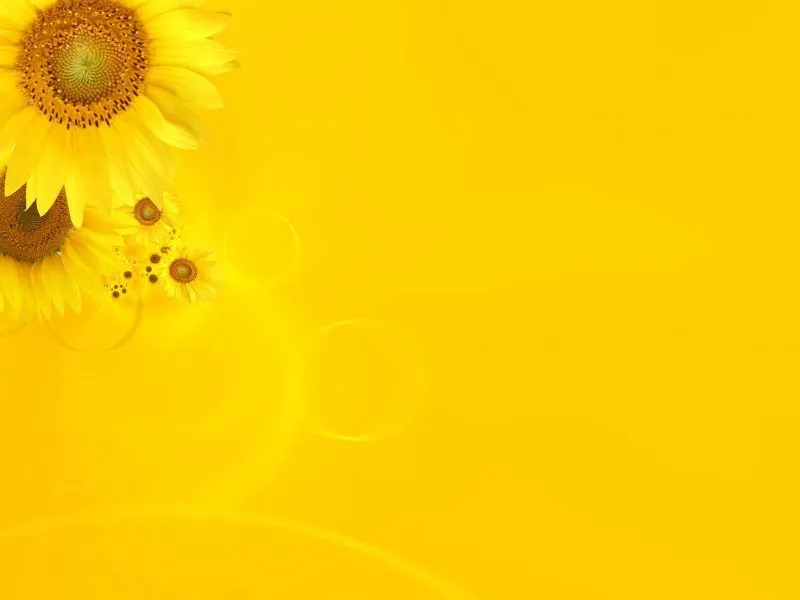 fondos de pantalla de Girasol Amarillo. wallpapers de Girasol Amarillo