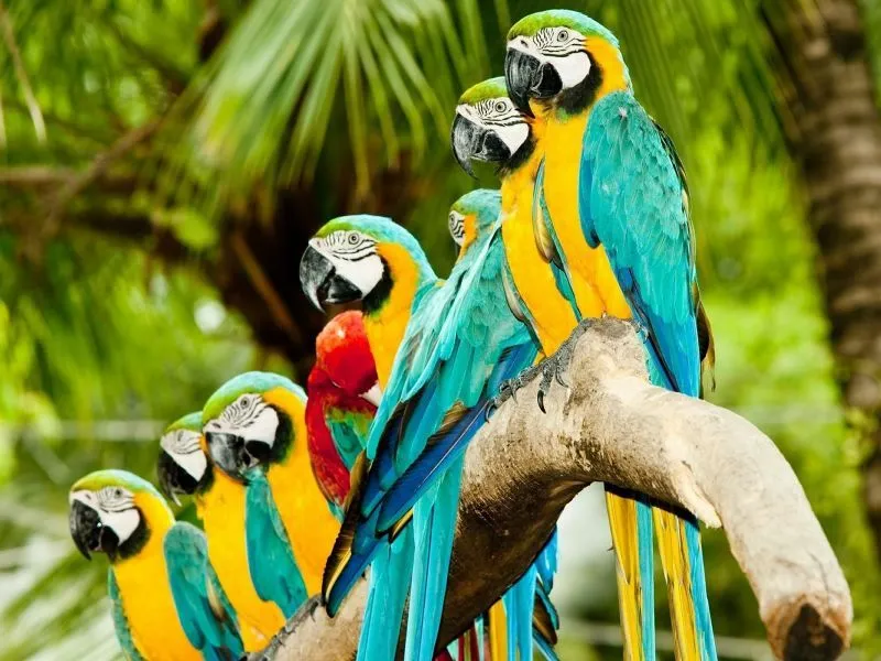 fondos de pantalla de Guacamayas. wallpapers de Guacamayas