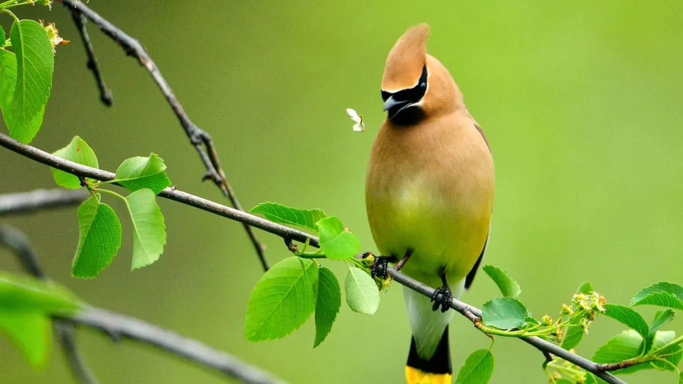 Fondos de pantalla hd de pajaros