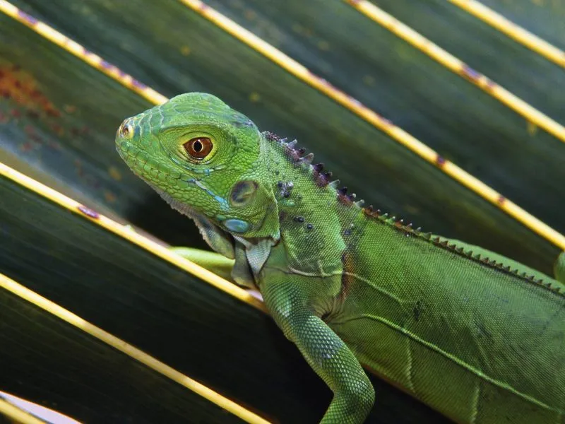 fondos de pantalla de Iguana Bebe. wallpapers de Iguana Bebe