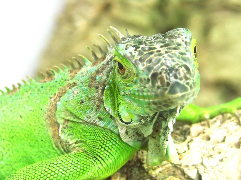 Iguana Verde