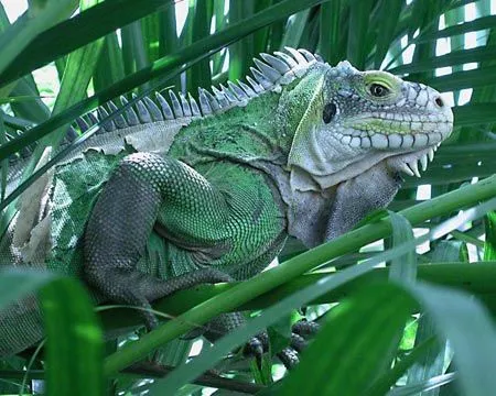 Fondos de pantalla de iguanas. Wallpapers. Fondos de escritorio.