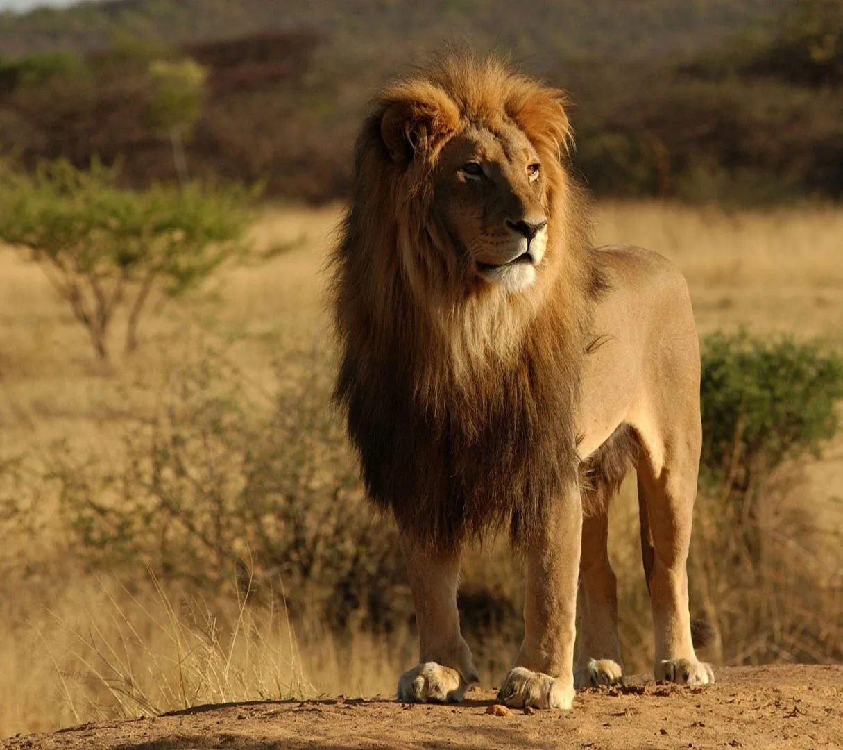 Fondos de pantalla de leones