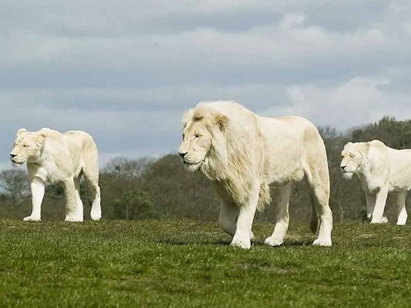 fondos de pantalla de Leones Blancos. wallpapers de Leones Blancos