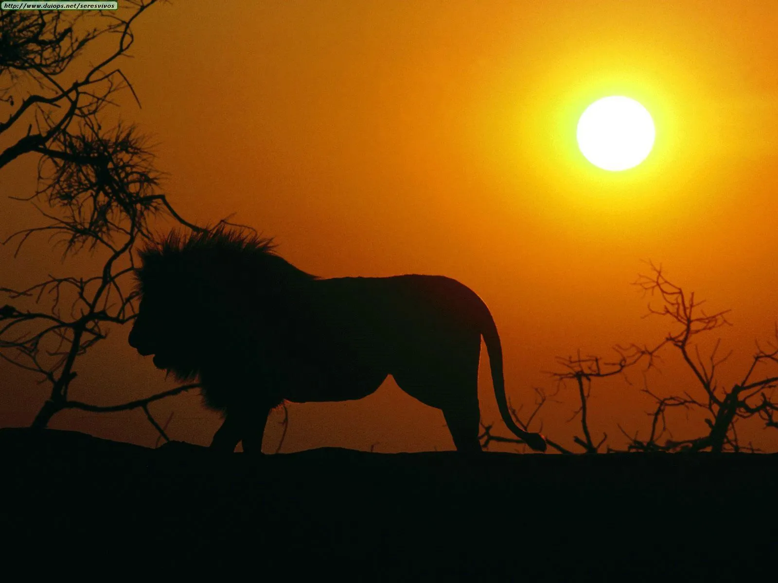 Fondos de pantalla -Leones- Fotos - nocturnar.com