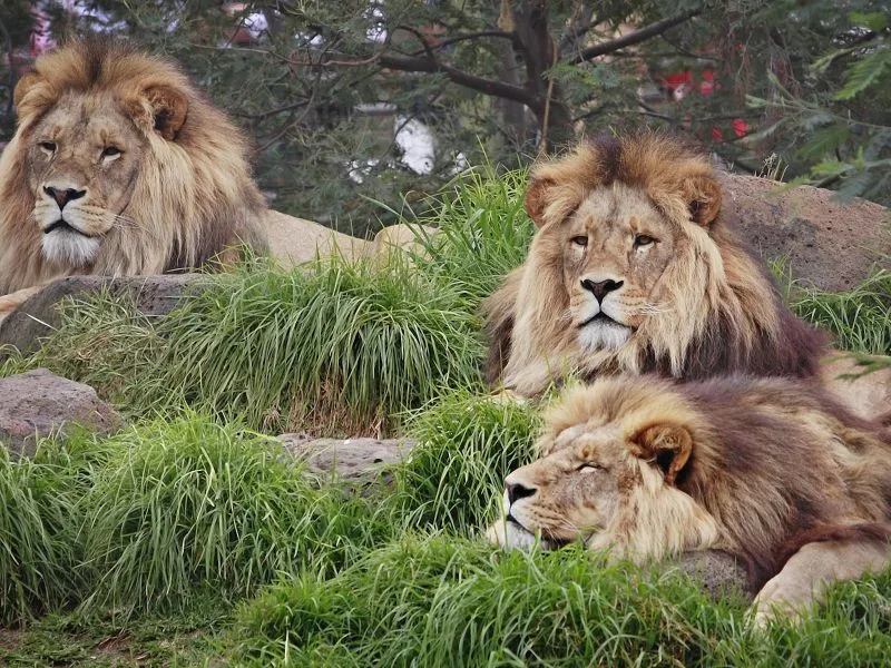 fondos de pantalla de Tres Leones. wallpapers de Tres Leones