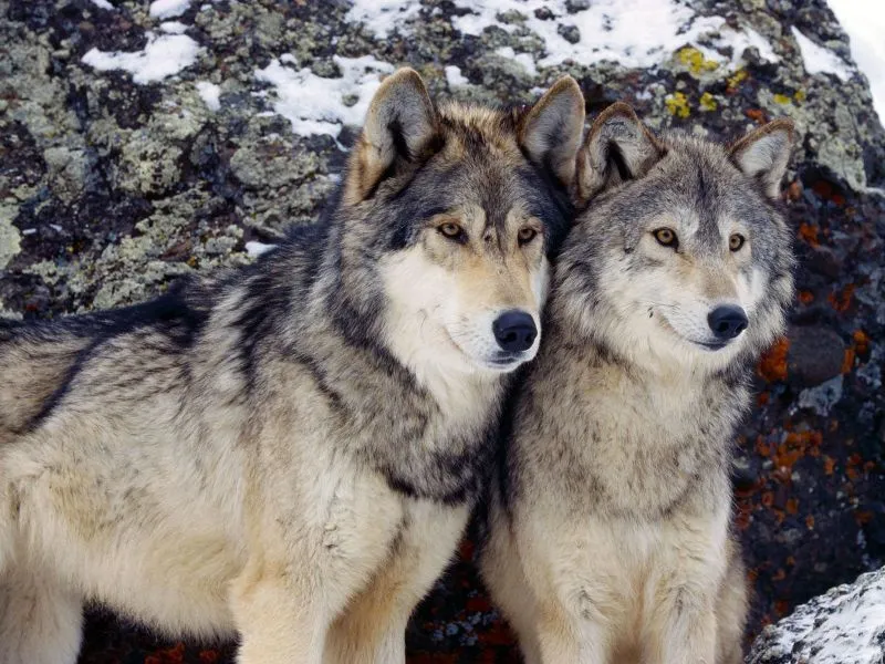 Fondos de Pantalla / Lobos / Pareja de Lobos