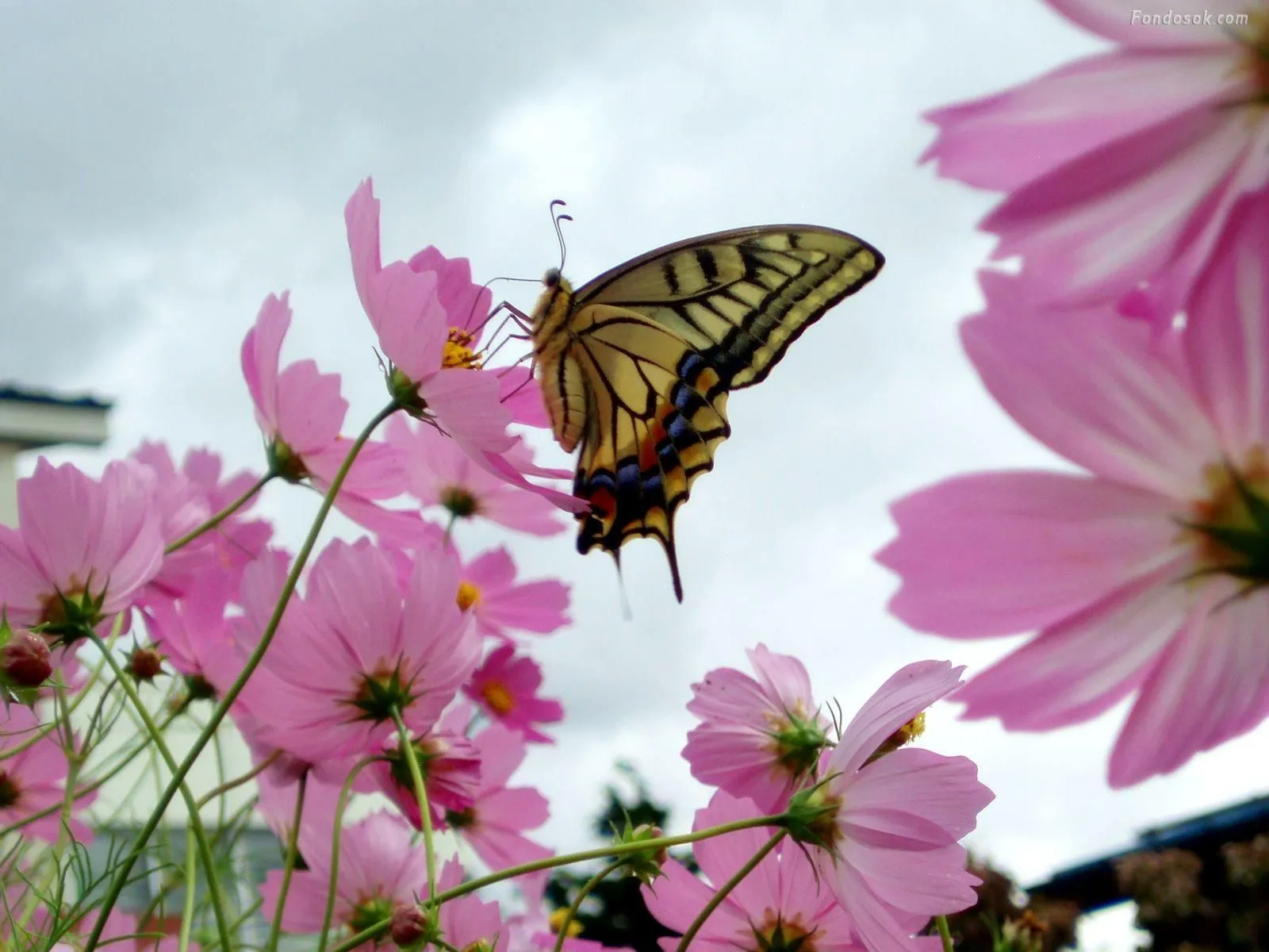 Mariposas en movimiento para fondo de pantalla - Imagui