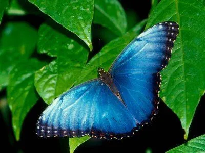 Fondos de pantalla de mariposas con movimiento - Imagui