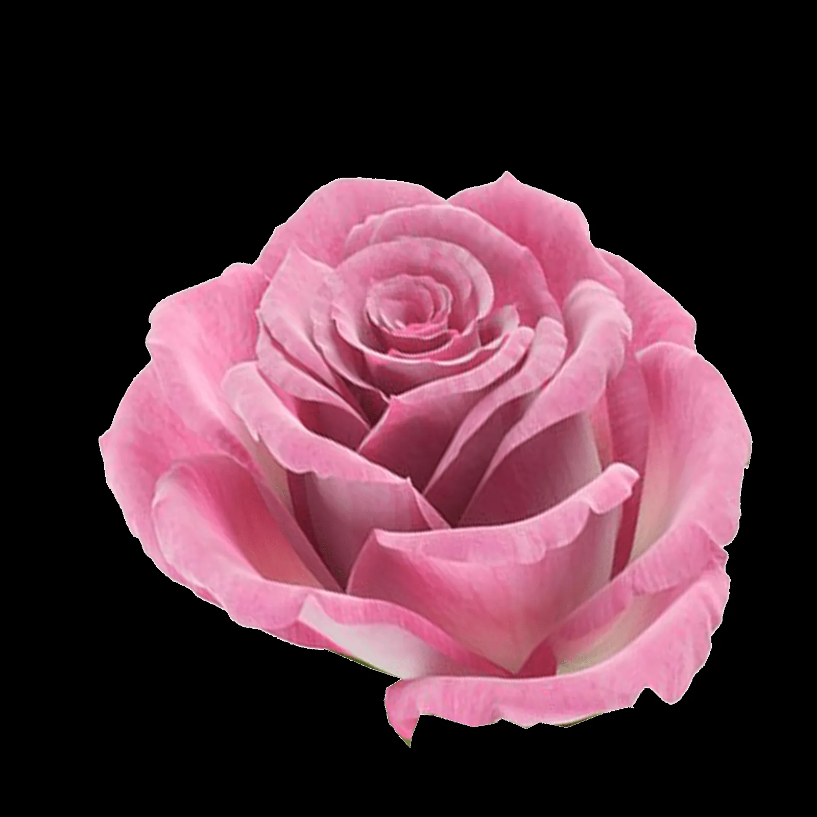 ღFondos De Pantalla y Mucho Másღ≈: Flores PNG - Rosas