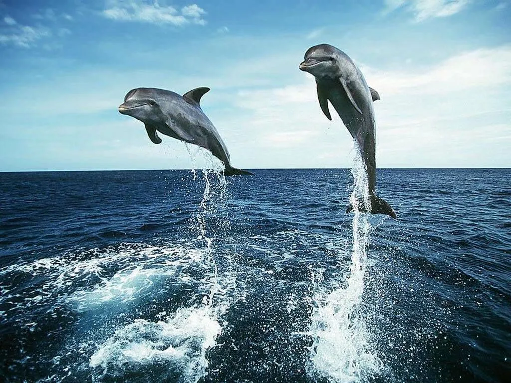 ღFondos De Pantalla y Mucho Másღ≈: Fondos de pantalla de delfines