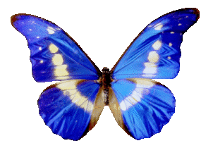 ღFondos De Pantalla y Mucho Másღ≈: Mariposas Gif - Png