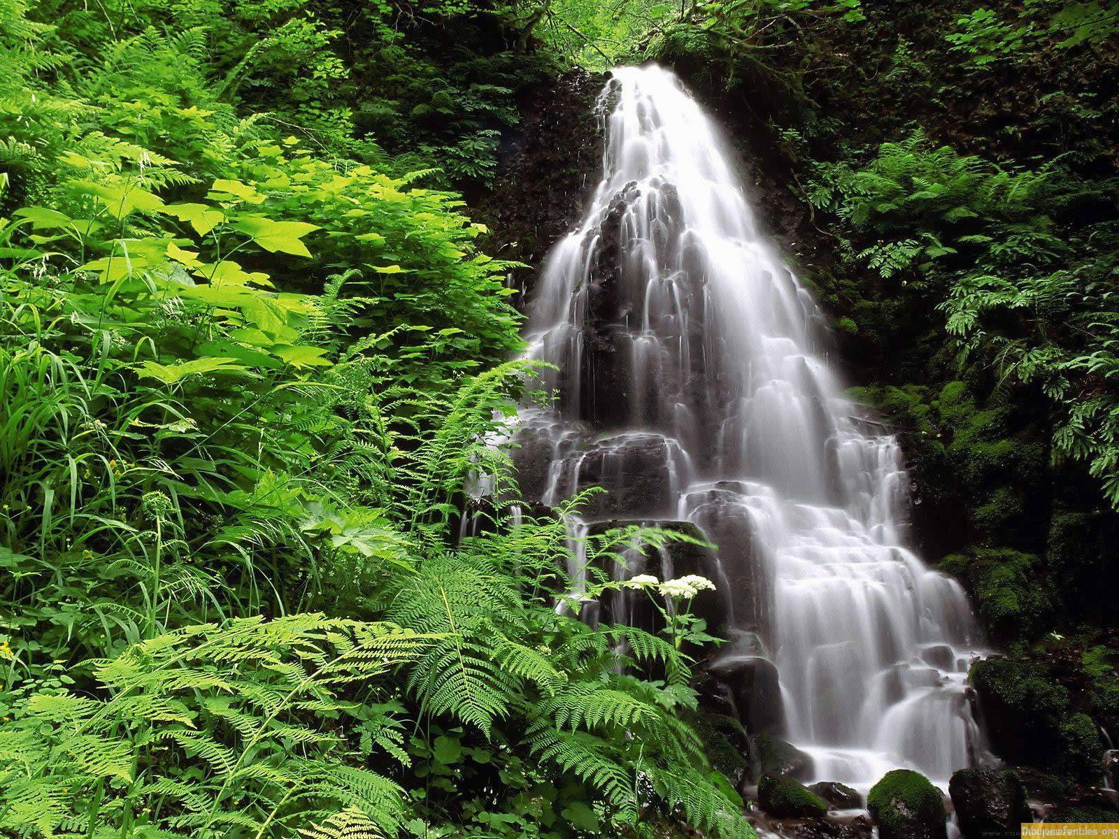 Fondos de pantalla naturaleza en HD 1080p - Taringa!