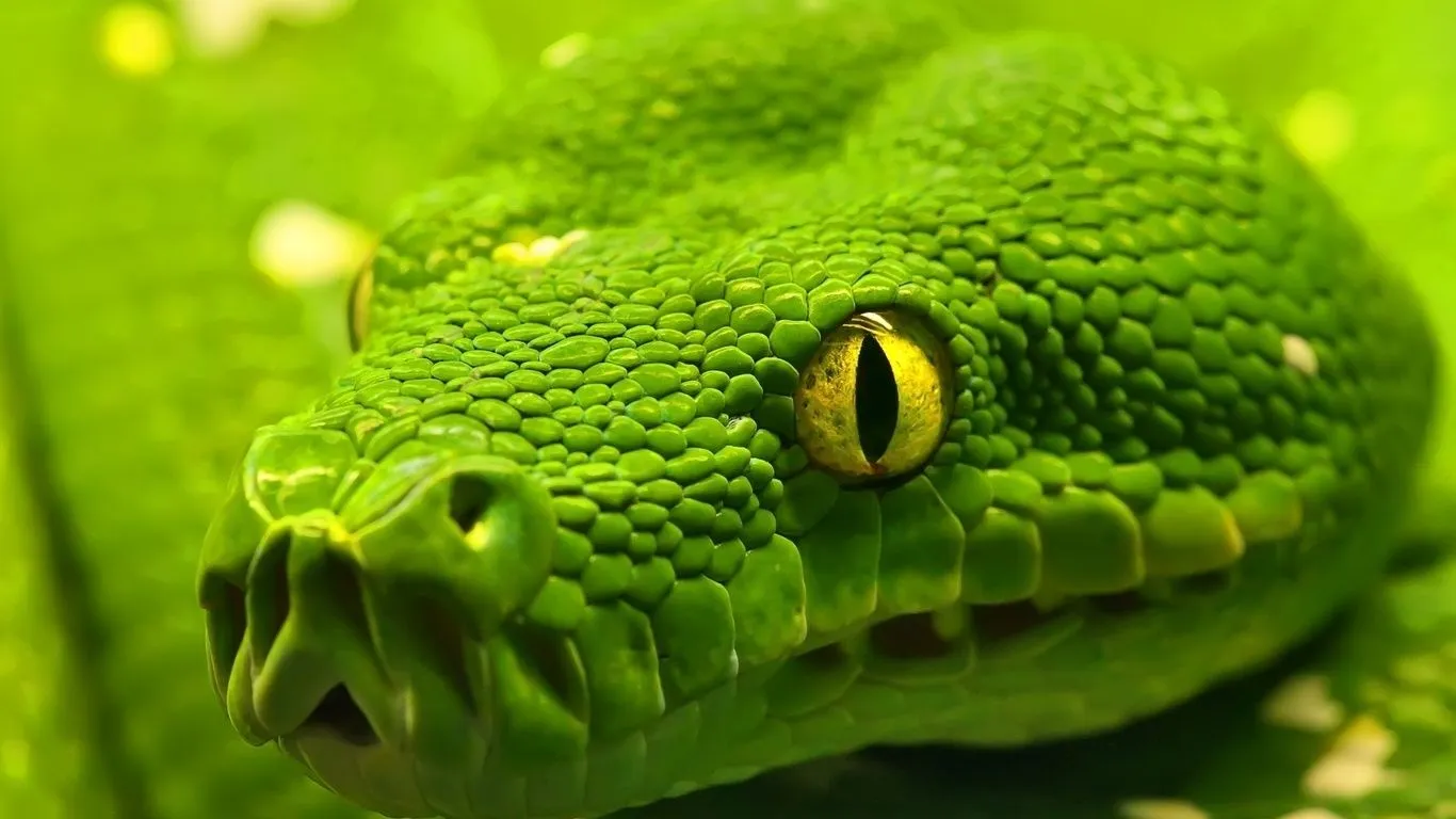 Fondos de pantalla ojos verdes, piel de serpiente, animales, foto ...