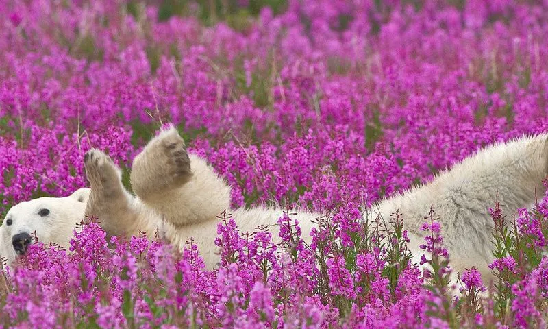 Fondos de pantalla del oso polar, flores moradas, la relajación ...