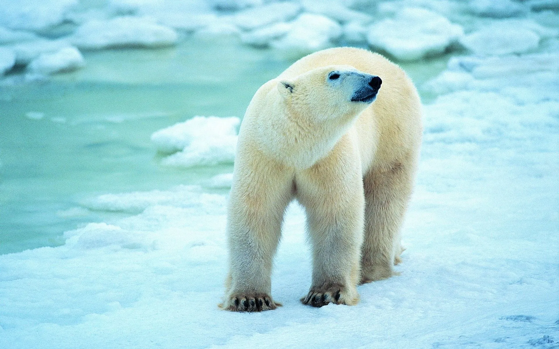 Fondos de pantalla de los osos polares, la nieve de bata blanca ...