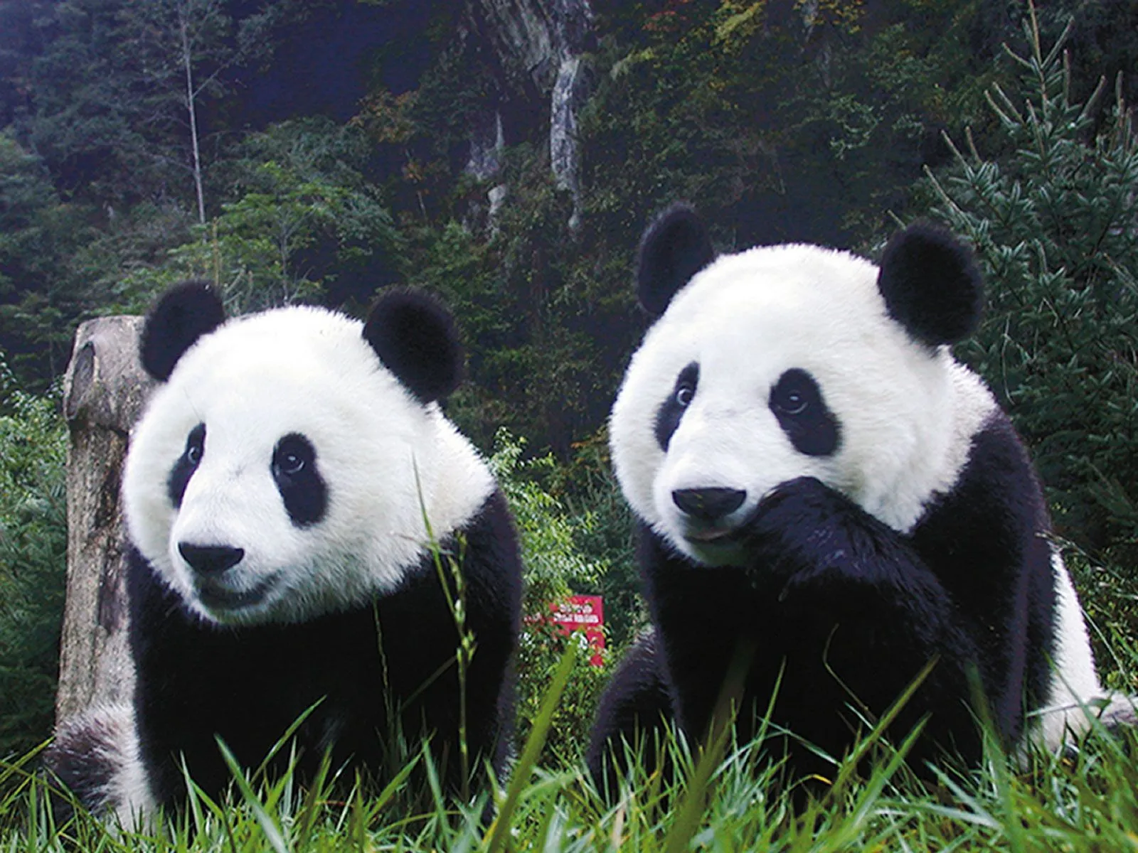 Fotos de oso panda - Imagenes Gratis | Imágenes | tipete.com