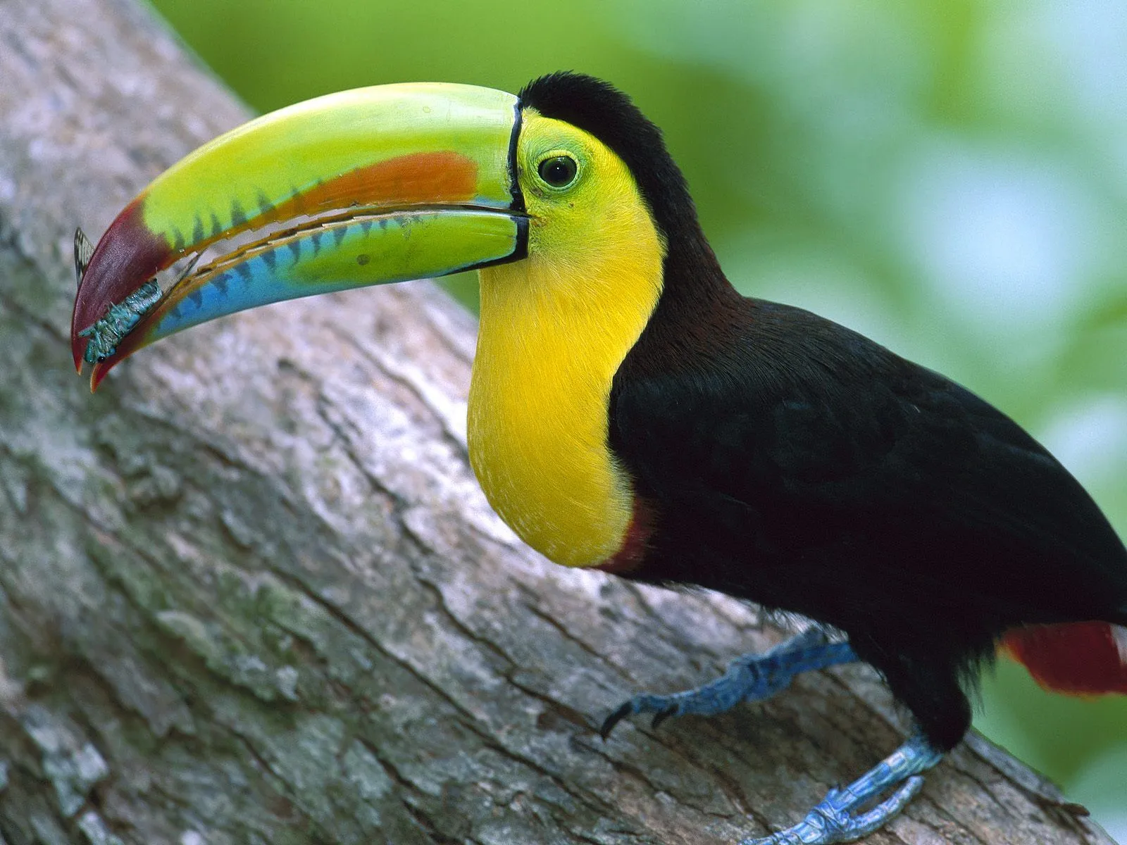 Fondos de Pantalla de Pajaros Exoticos | Banco de Imagenes Gratuitas