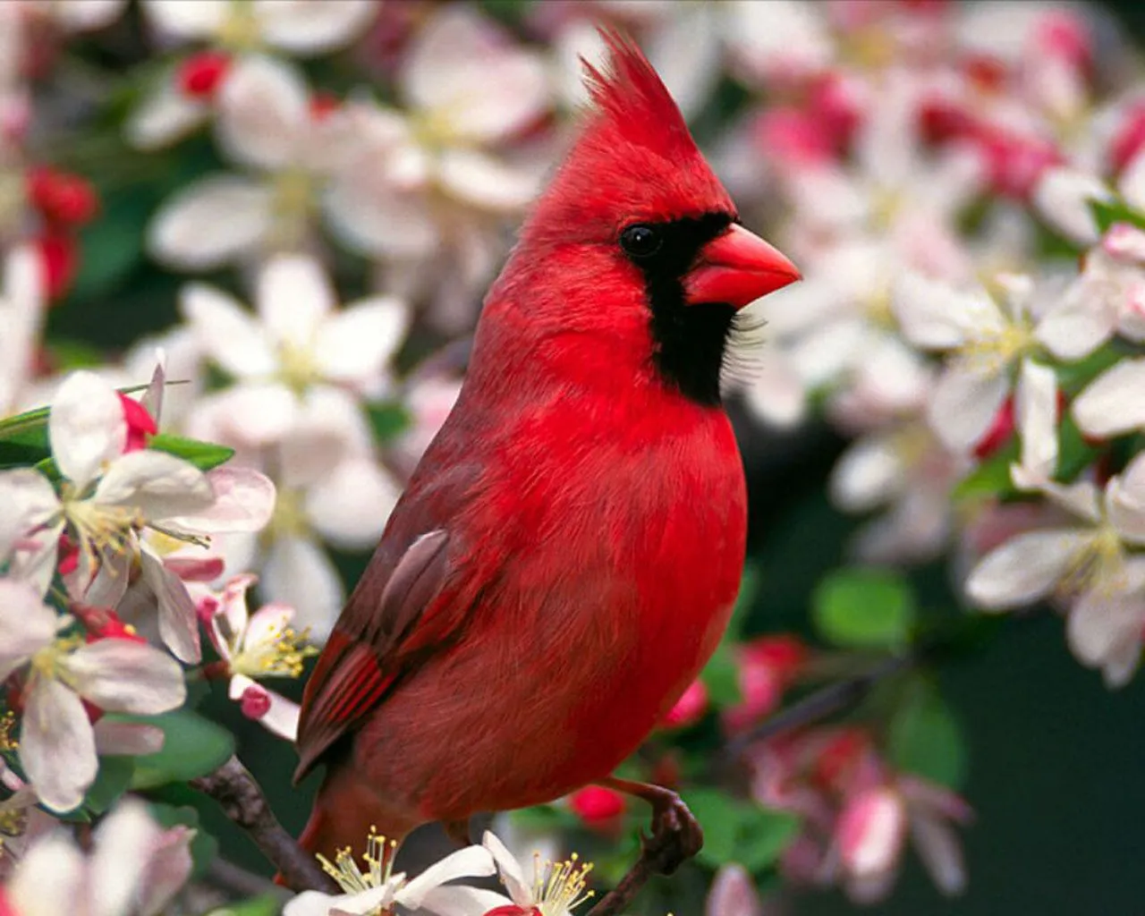 Fondos de pantalla de pájaros. Wallpapers. Fondos de escritorio.