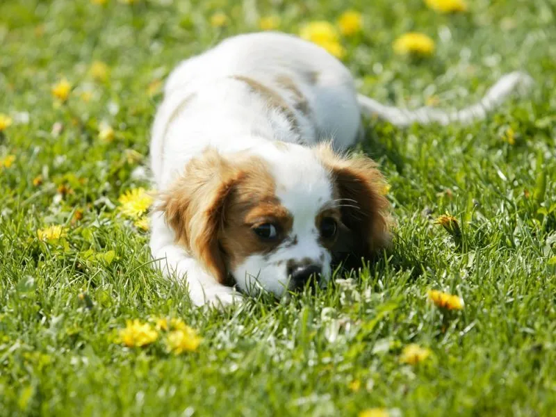 Fondos de Pantalla / Perros / Cachorro Bebe 1