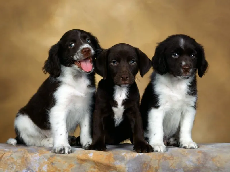 Fondos de Pantalla / Perros / Hermosos Cachorros