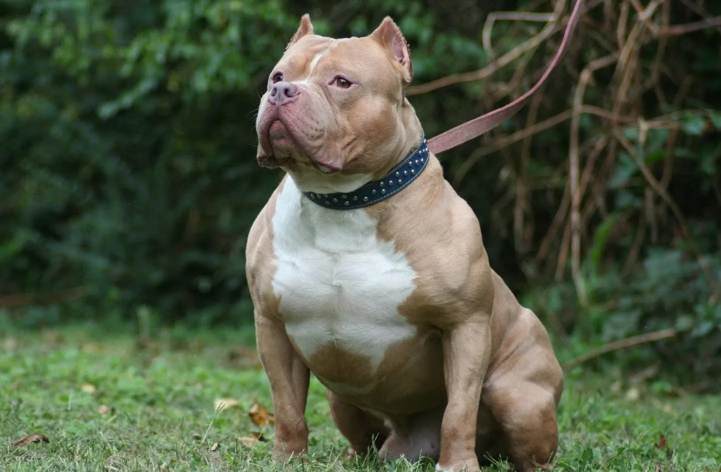 Imagenes perros pitbull HD - Imagui