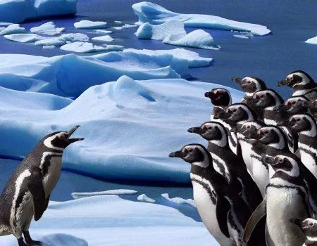 Fondos de pantalla de pingüinos. Wallpapers. Fondos de escritorio.