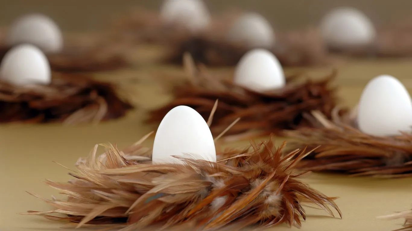 Fondos de Pantalla plumas, nidos, los huevos son blancos, diseño ...