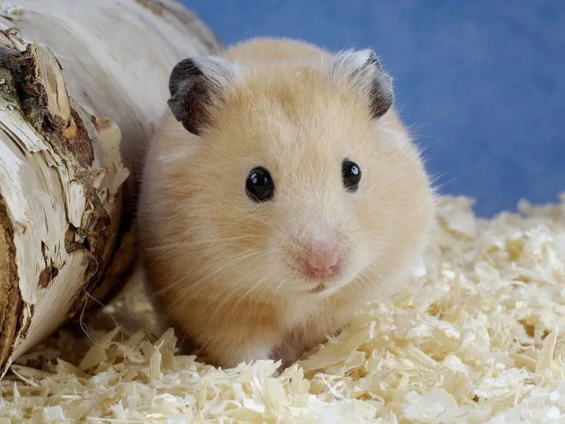 fondos de pantalla de Tierno Hamster. wallpapers de Tierno Hamster