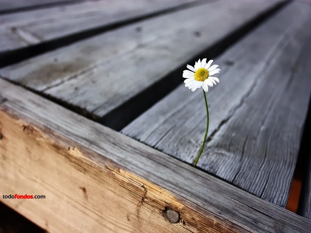 Fondos de Pantalla Para un Día Triste | Fotos e Imágenes en FOTOBLOG X