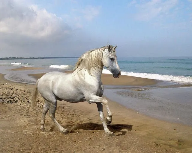 Imajenes caballos - Imagui