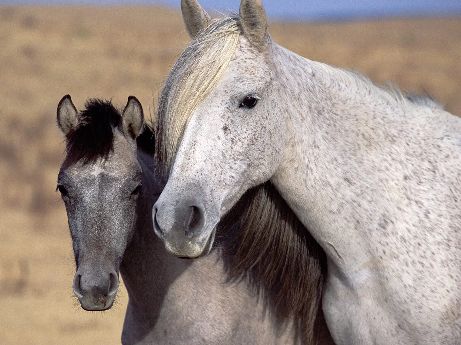 LOS FONDOS DE PANTALLAS MAS CHIDOS: Otros de Caballos