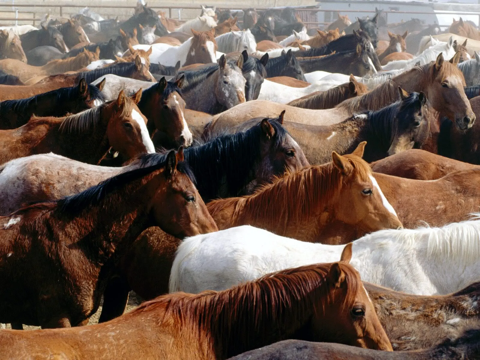 LOS FONDOS DE PANTALLAS MAS CHIDOS: Otros de Caballos