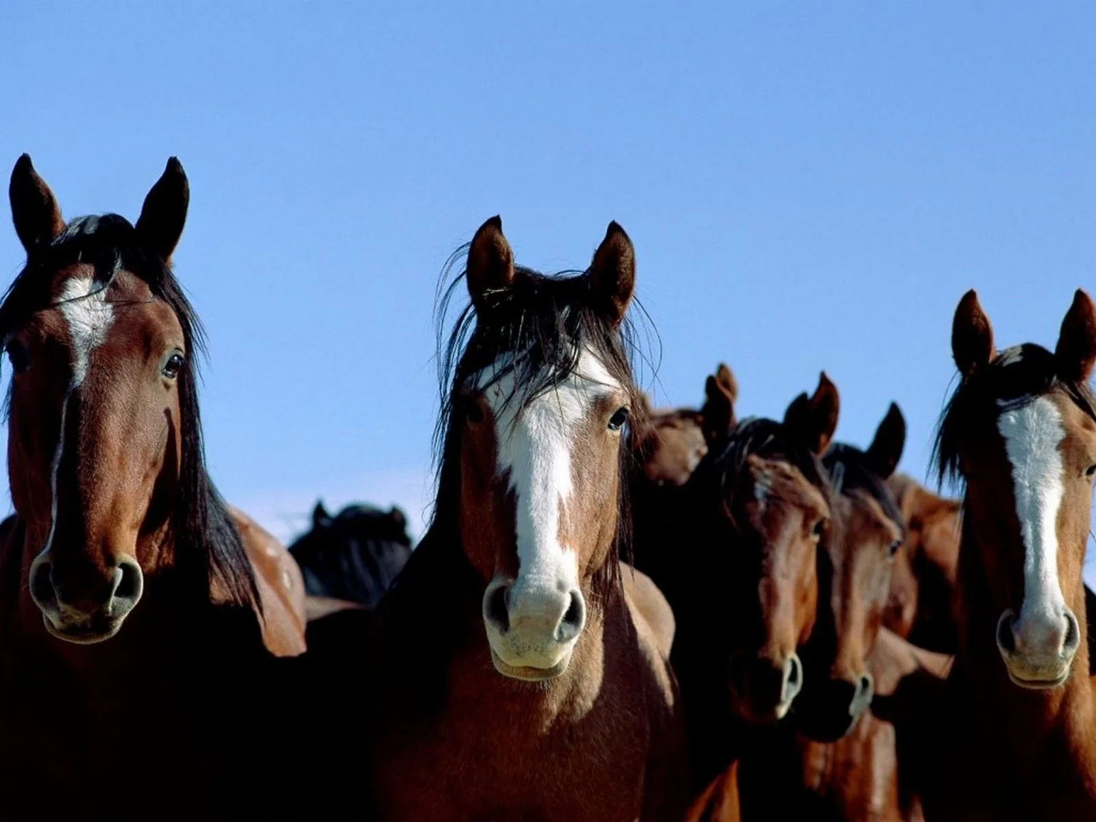 LOS FONDOS DE PANTALLAS MAS CHIDOS: Otros de Caballos