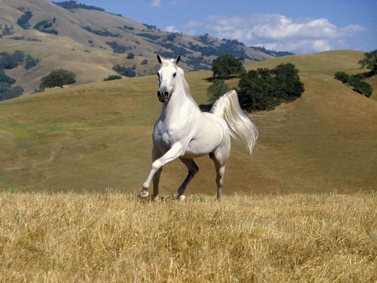 Paisajes de caballos - Imagui