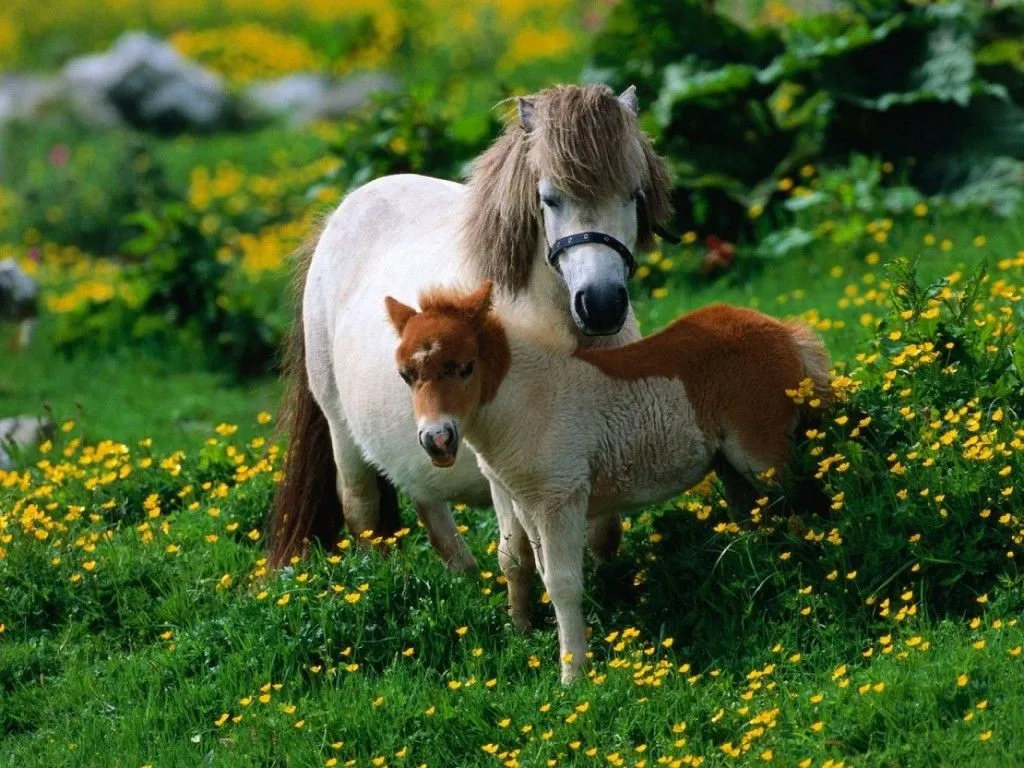 LOS FONDOS DE PANTALLAS MAS CHIDOS: Fondos de Caballos