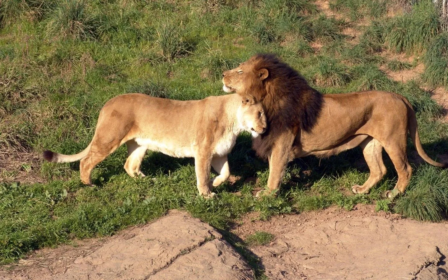 LOS FONDOS DE PANTALLAS MAS CHIDOS: Fondos de Leones