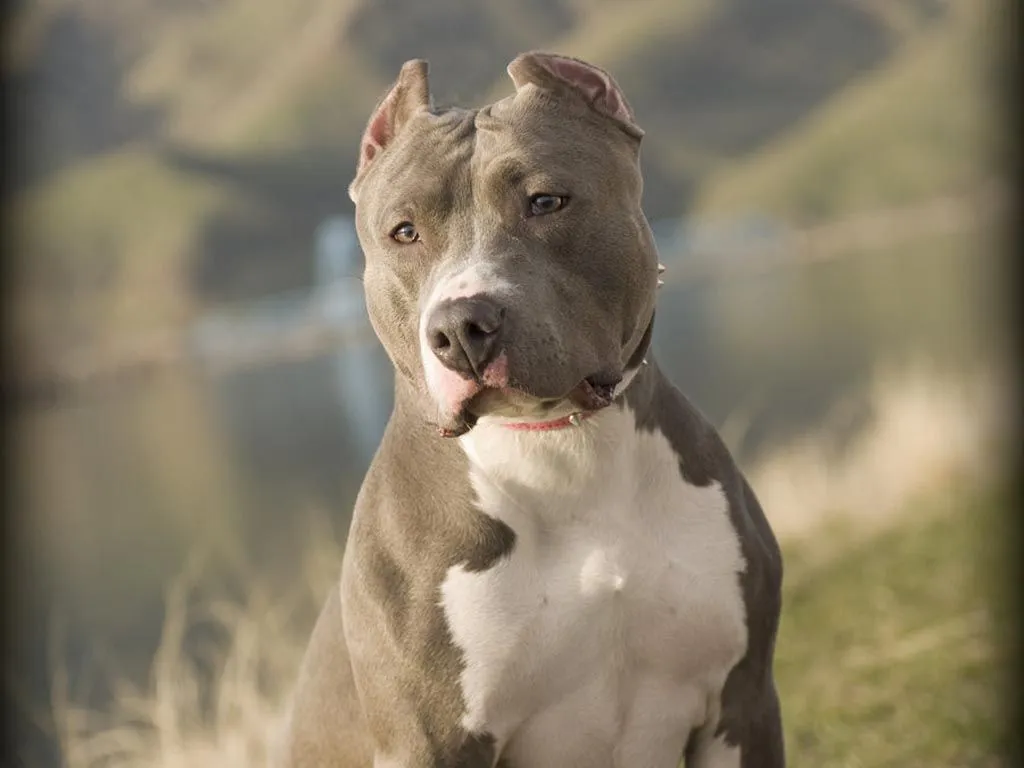 Fondos de Perros Pitbull Wallpaper HD